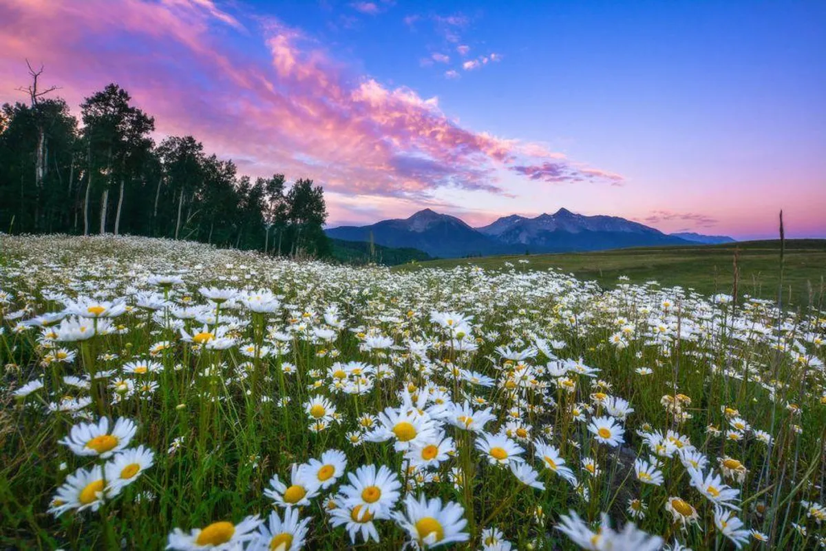 A wide, tranquil field of white daisies stretches toward a breathtaking mountain range under a colorful twilight sky. The scene radiates peace and natural beauty, with the soft glow of sunset adding a romantic touch. The landscape is open and inviting, perfect for dreamy strolls or quiet moments shared together.